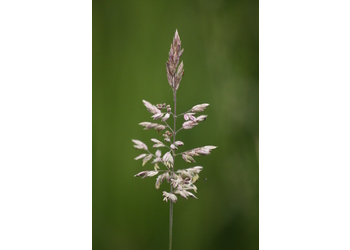 Gewöhnliches Honiggras (Holcus lanatus) - © Emanuel Trummer